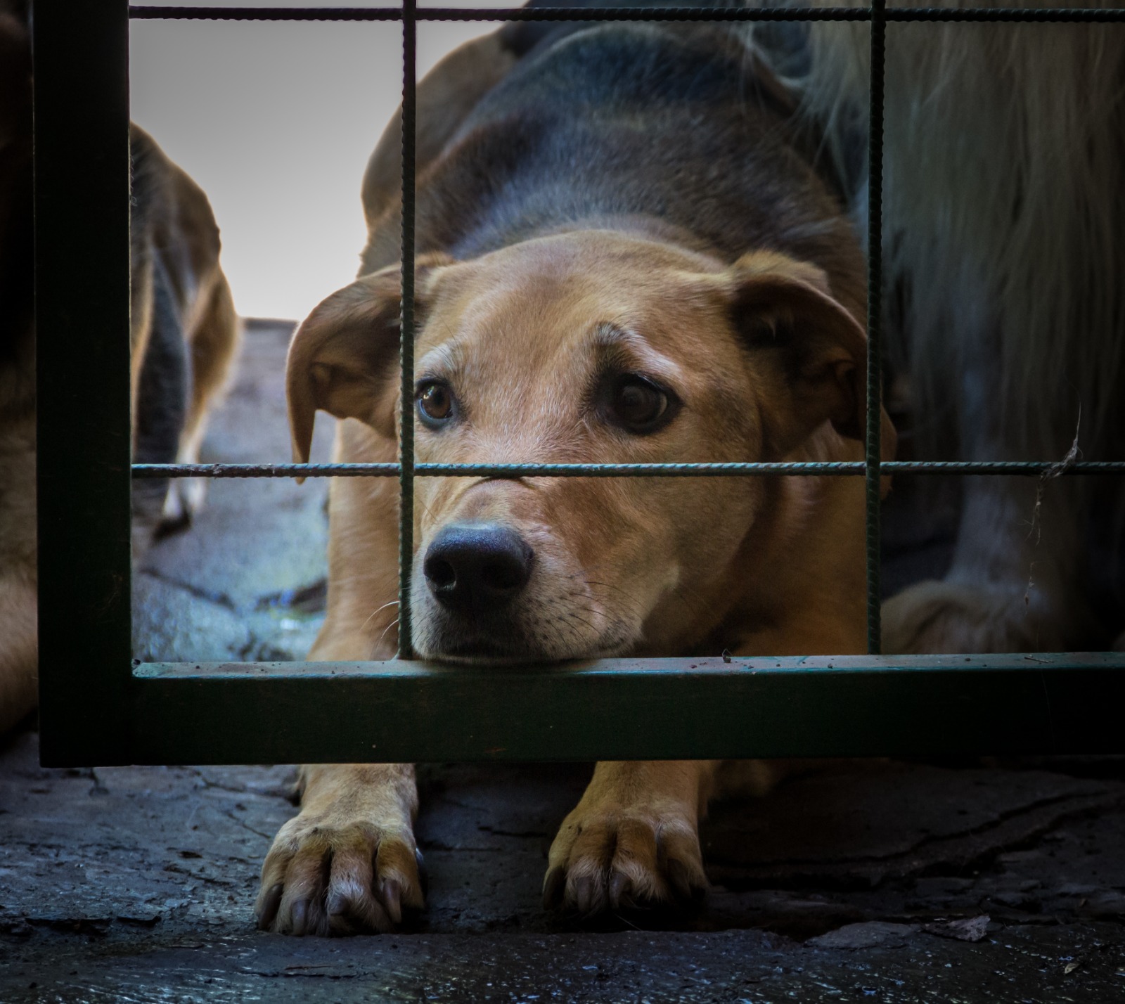 Senador Canedo promove seminário sobre fiscalização de maus-tratos contra animais