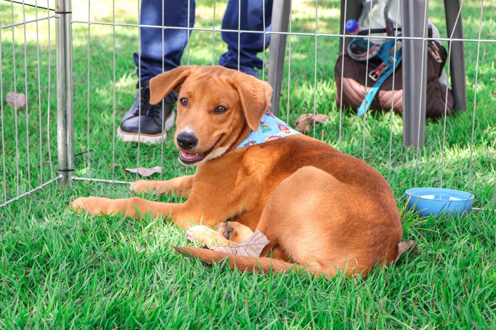 Adoções de animais já superam todo o ano passado em Senador Canedo