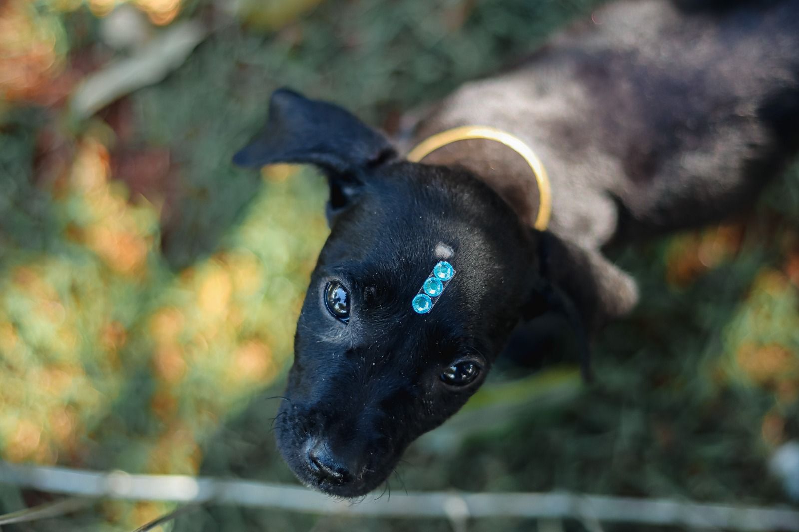Bem-Estar Animal alcança 200 adoções em 2026 e transforma vidas em Senador Canedo