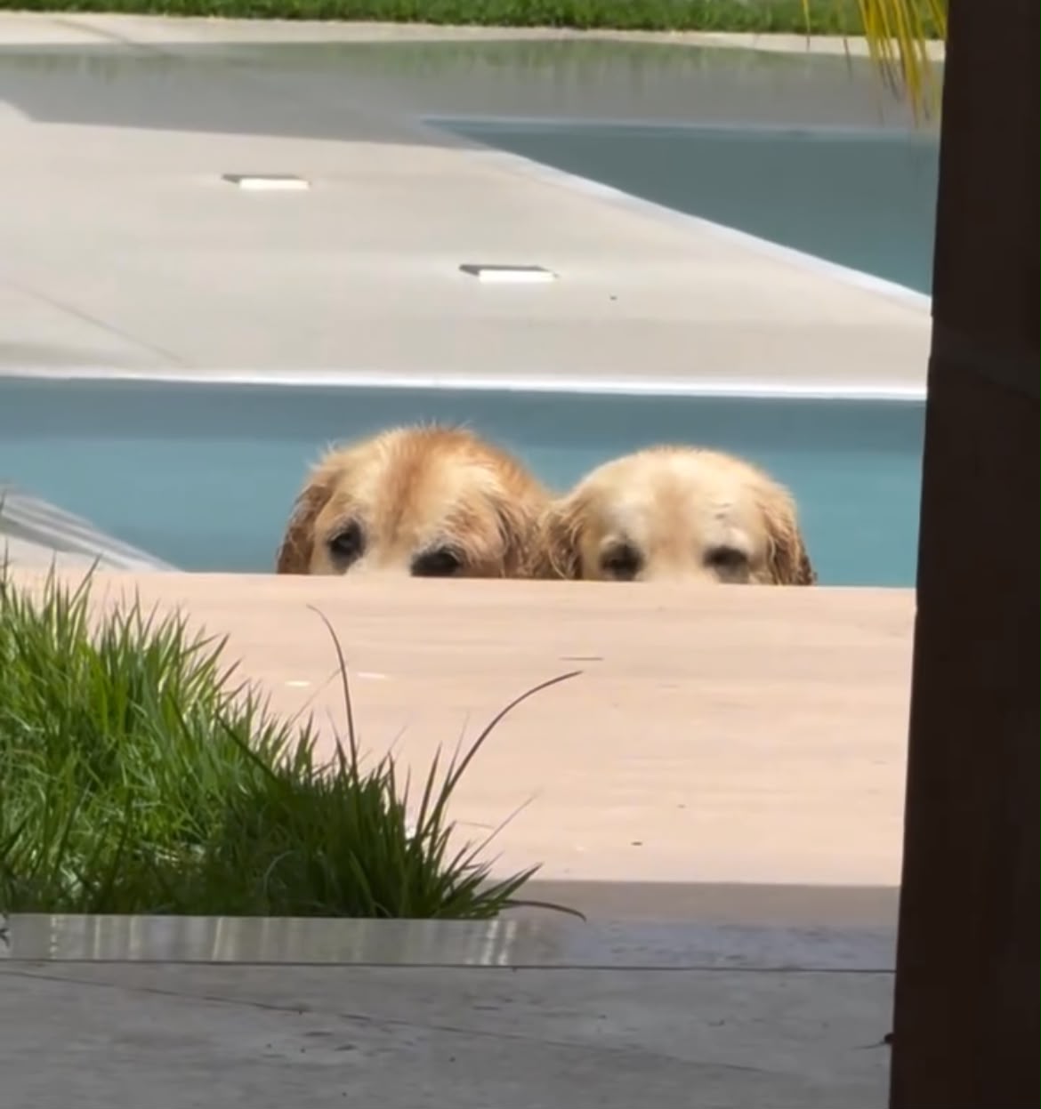 “Cansei de cachorros”: vídeo de “jacarés”na beira da piscina engana milhões de pessoas na internet
