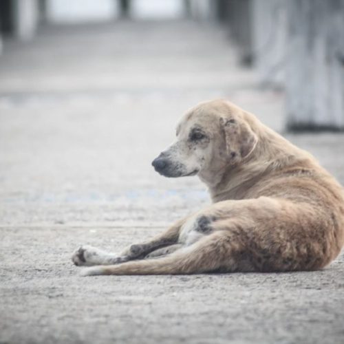 Senador Canedo promove seminário inédito sobre combate a maus tratos contra animais
