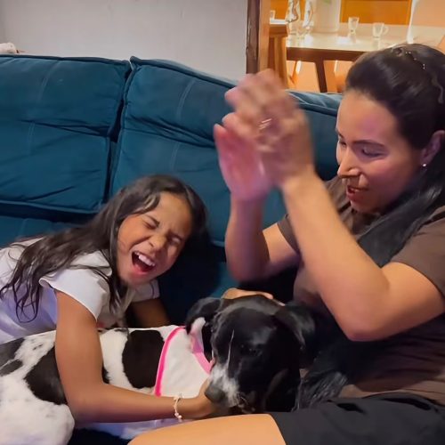 Cãozinho “Dipirona” ganha um novo lar após duas semanas à espera do tutor em UPA de Goiânia