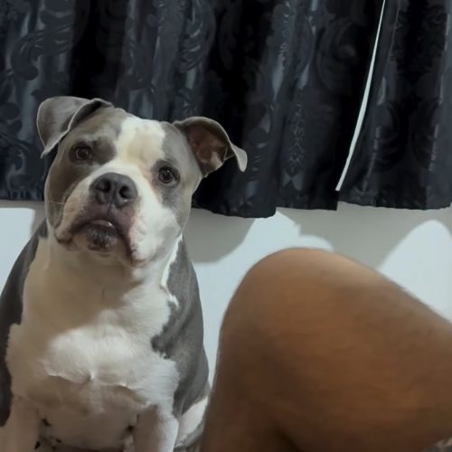 “Então vai você e sua cachorra morar com sua mãe!”Cachorrinha parece entender a conversa e reage com um olhar que conquistou as redes sociais