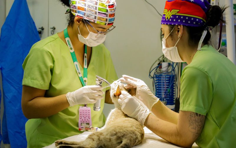 60 animais foram atendidos em mutirão de castração em Senador Canedo