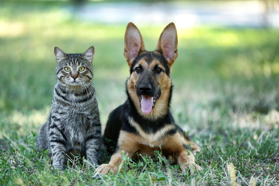 Governo lança RG digital para cães e gatos visando proteção e combate ao abandono
