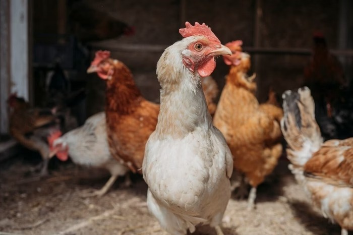 Argentina, China e UE suspendem compra de frango do Brasil após surto de gripe aviária no RS