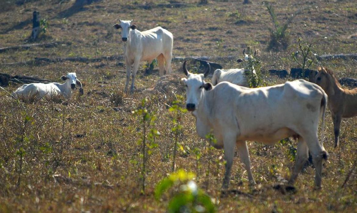 Goiás é o 2º maior emissor de CO₂ na agropecuária; ambientalistas cobram ação política para frear impacto climático