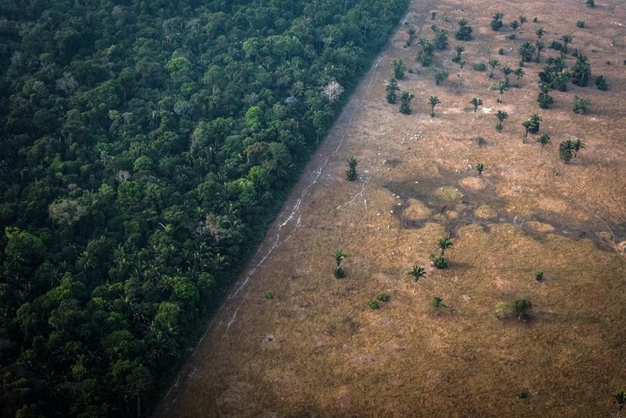 Desmatamento na Amazônia dispara 92% em maio e acende alerta ambiental no governo