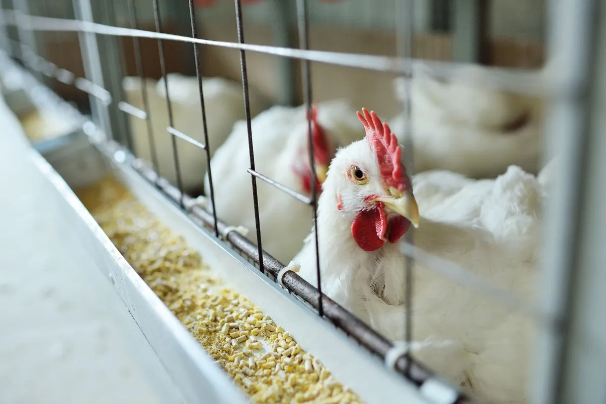 Brasil se declara livre da gripe aviária em granjas comerciais e avança na reabertura de mercados
