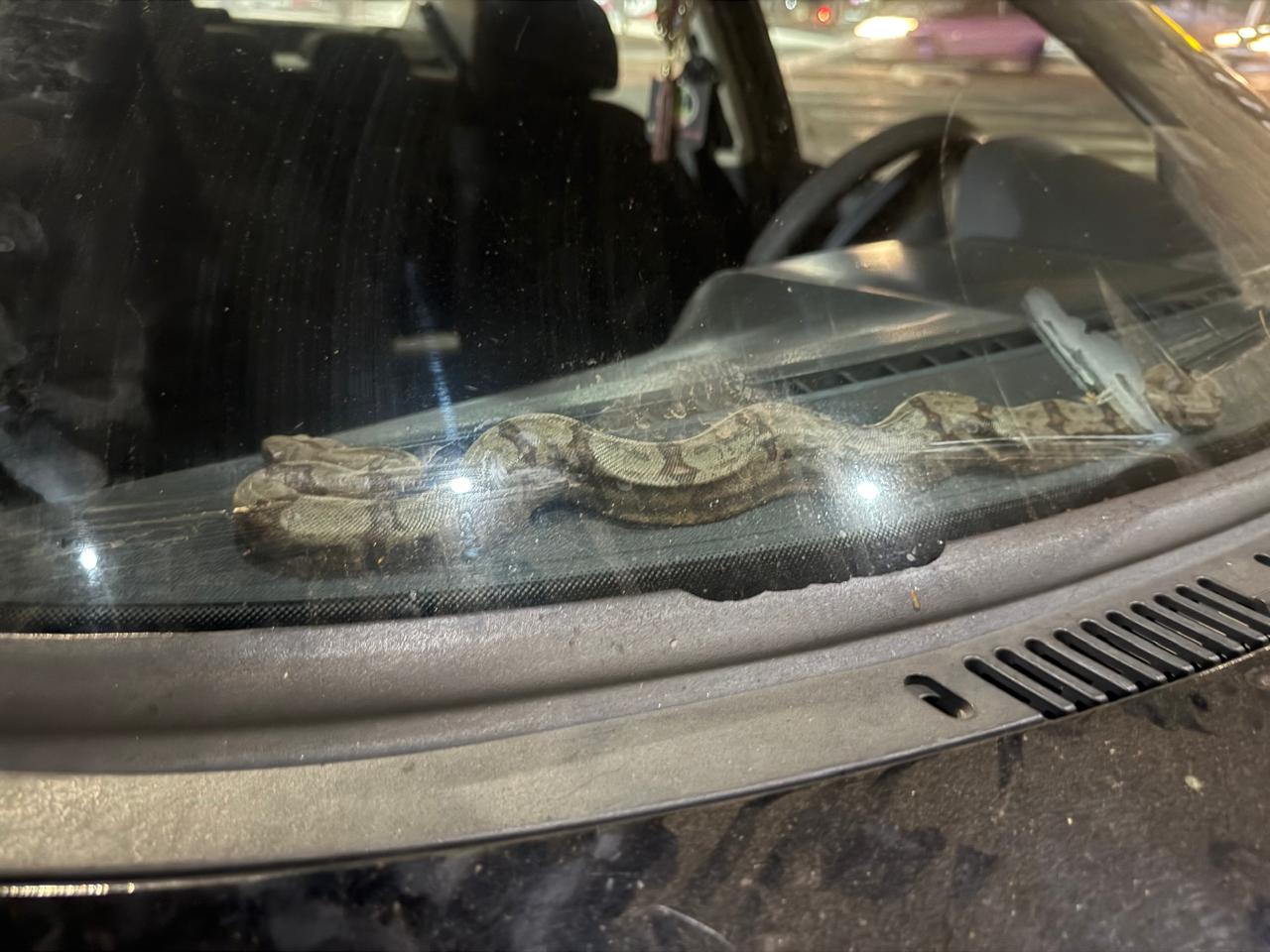 Surpresa no trânsito: motorista encontra jiboia no painel do carro em Senador Canedo