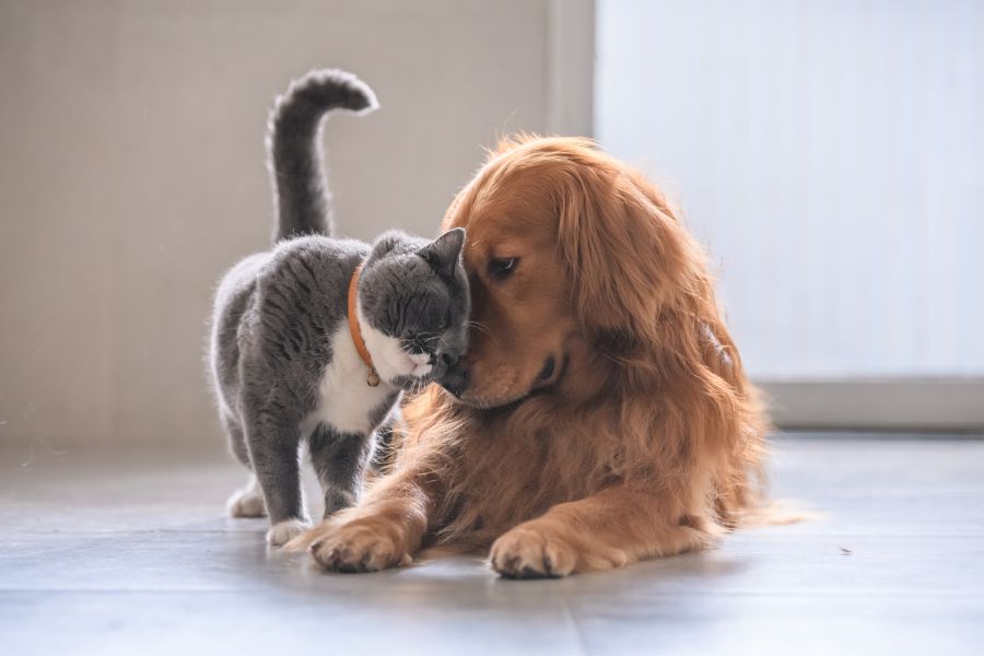 Senador Canedo concorre a prêmio estadual com sistema pioneiro de bem-estar animal que transforma cuidados e impulsiona o crescimento da cidade