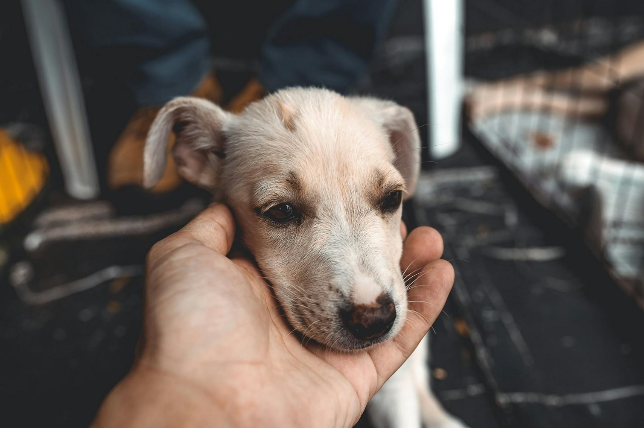 Feira de Adoção de Pets leva esperança e novos lares a cães resgatados em Goiânia