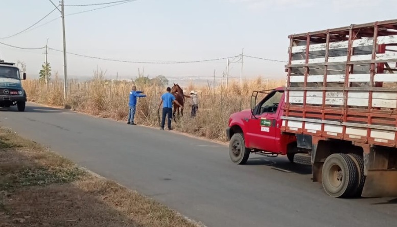 Cavalo é resgatado na GO-403 em ação rápida do Centro de Zoonoses de Senador Canedo