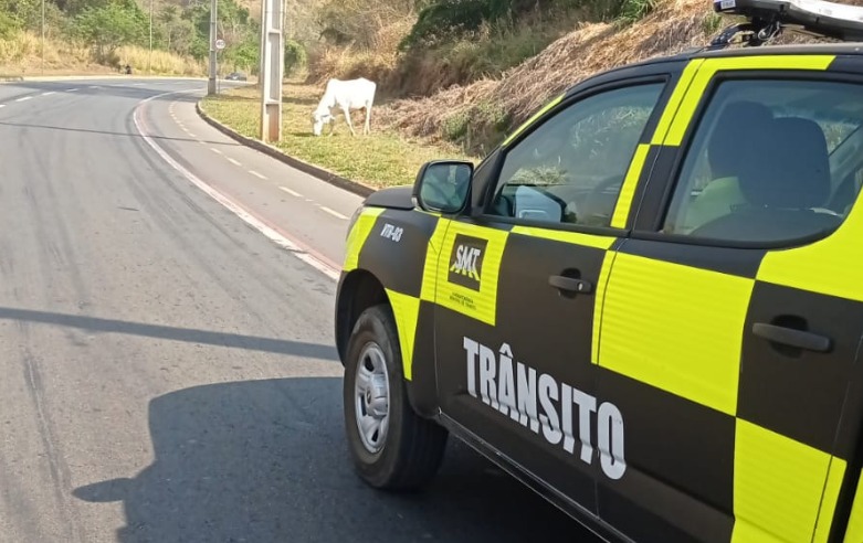 Novilha é capturada após quatro dias solta próximo à Avenida Progresso