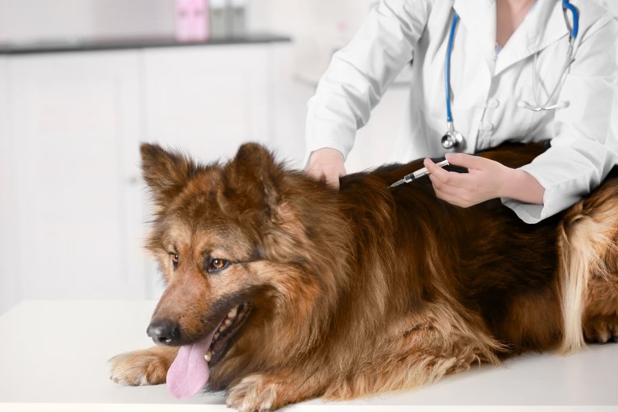 Vacinação antirrábica em Senador Canedo protege cães, gatos e toda a comunidade