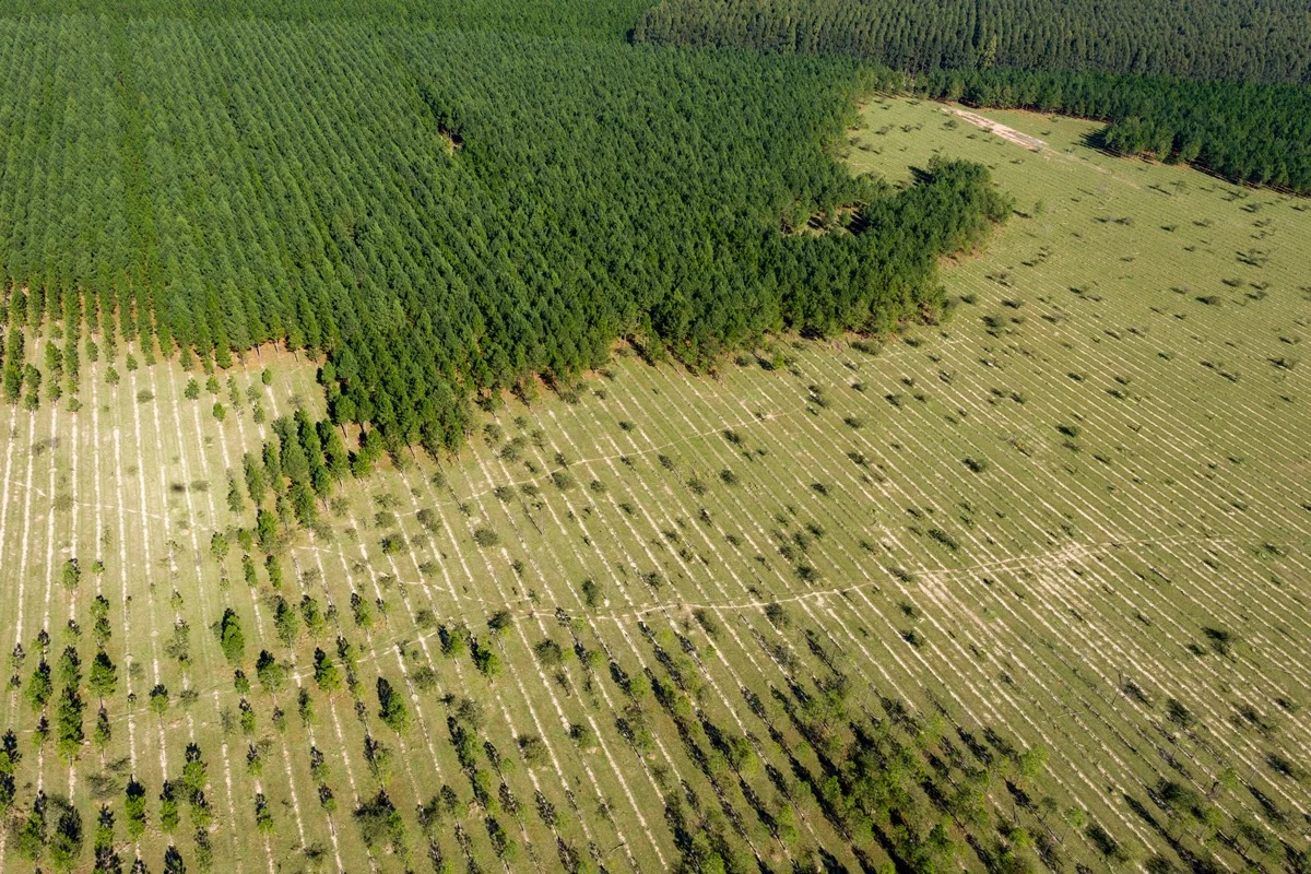 Desmatamento na Amazônia e no Cerrado cai mais de 11%, aponta governo federal