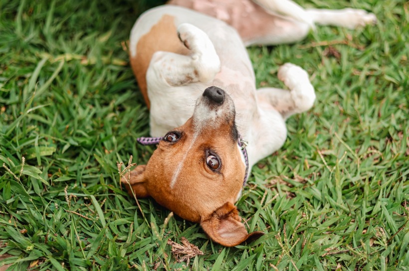 Bem-Estar Animal ultrapassa 6 mil animais vacinados contra a raiva em Senador Canedo