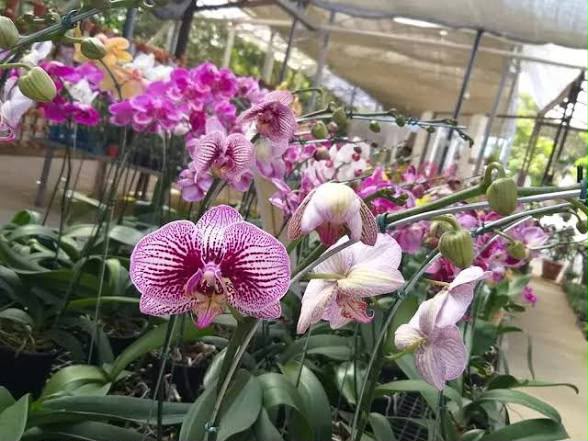 Goiânia recebe exposição de orquídeas com entrada gratuita e troca de alimentos por mudas