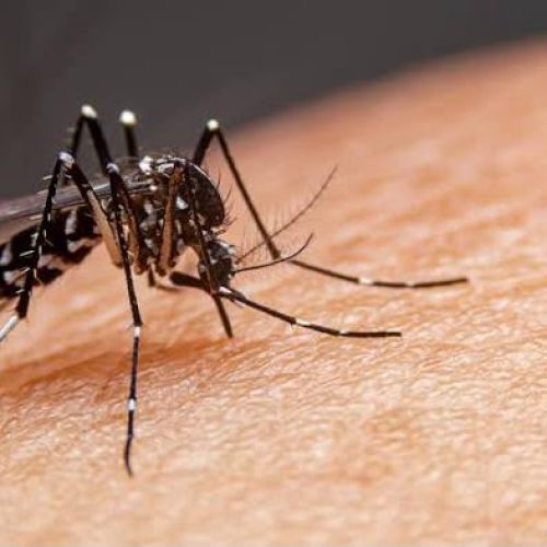Sorotipo mais agressivo da dengue predomina em Goiás; estado já registra 75 mortes