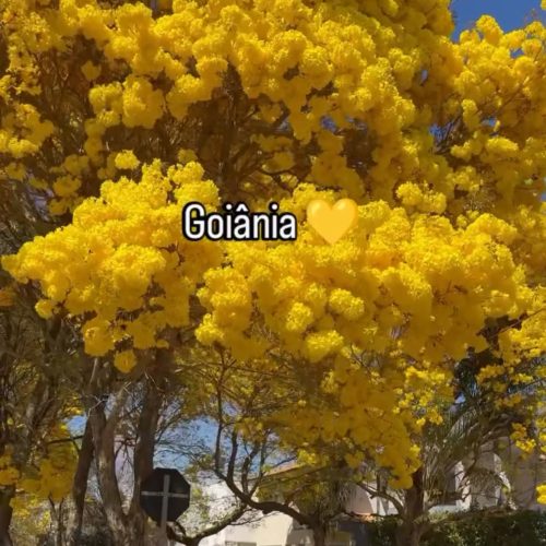Vídeo dos ipês-amarelos transformando ruas de Goiânia em um tapete dourado encanta a internet