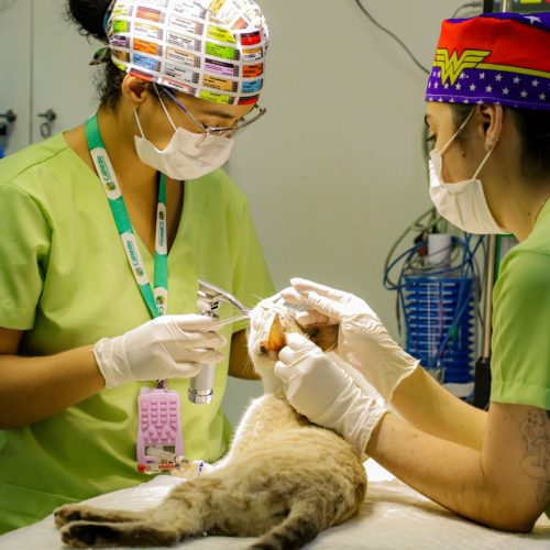 60 animais foram atendidos em mutirão de castração em Senador Canedo